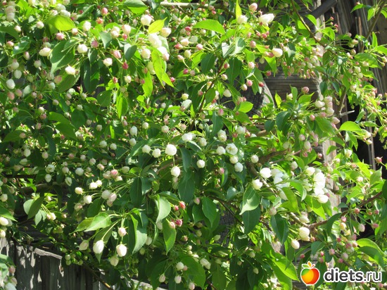 Яблоня. Расцвет..., альбом: Я вижу