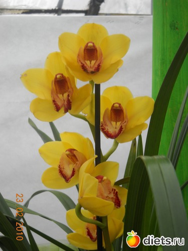 5 фото: цвИточки