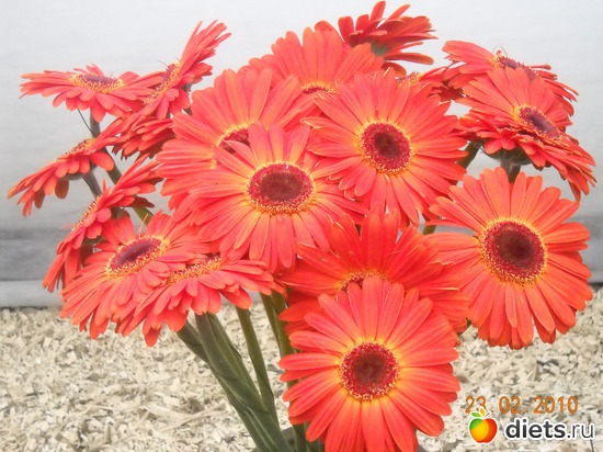 8 фото: цвИточки