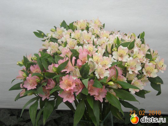 12 фото: цвИточки