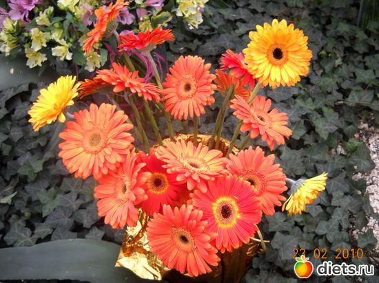 13 фото: цвИточки