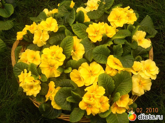 16 фото: цвИточки