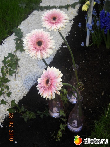 19 фото: цвИточки
