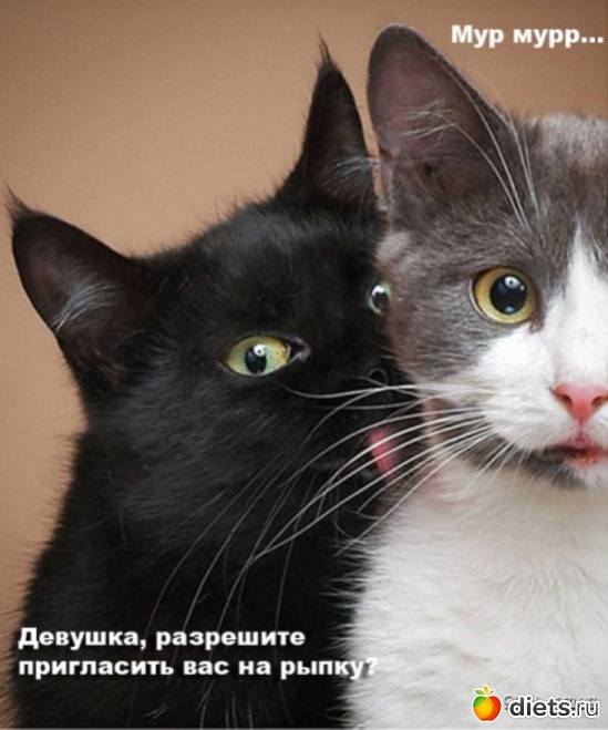 1 фото: кис-кис