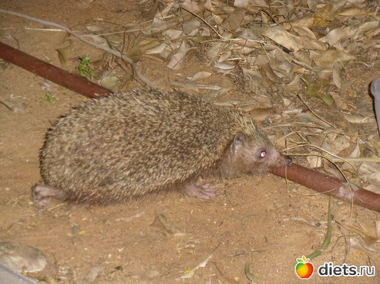 5 фото: картинки