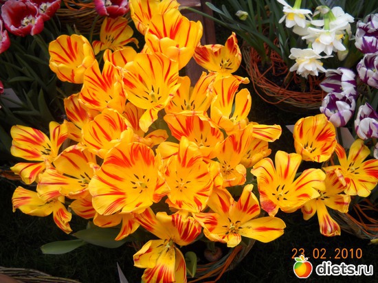 3 фото: цвИточки