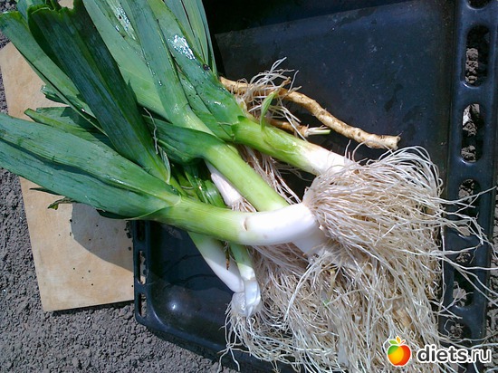 это выросло у нас на даче, альбом: Мои блюда