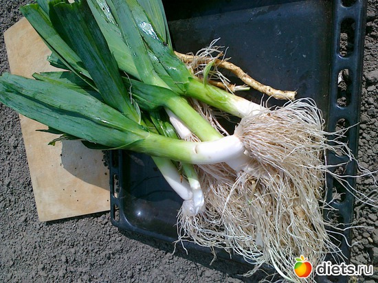 лук порей у нас на даче, альбом: Мои блюда