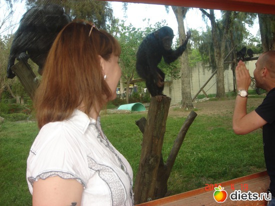 ������ ����. �������., ������: NEW