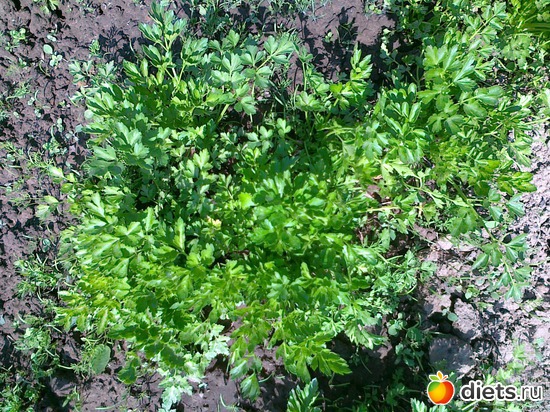 петрушка на даче, альбом: Мои блюда