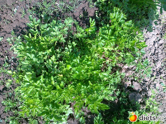 сельдерей, альбом: Мои блюда