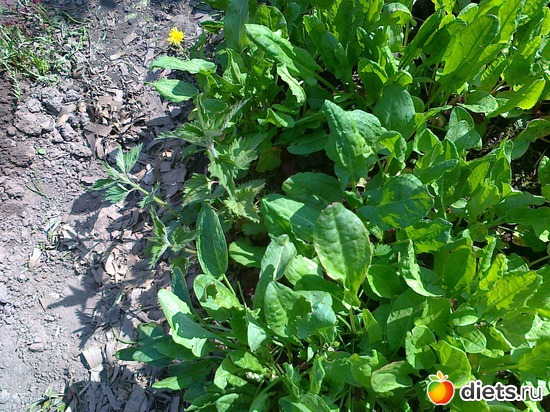 щавель, альбом: Мои блюда