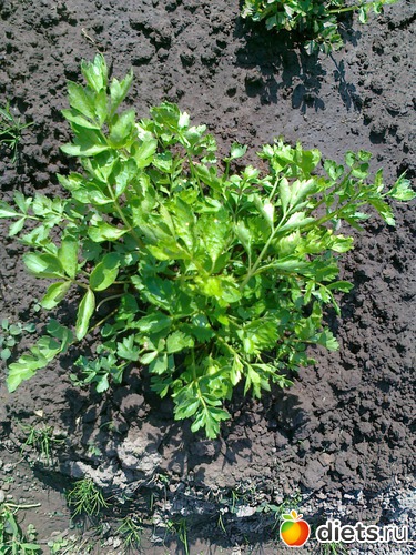 сельдерей на даче, альбом: Мои блюда