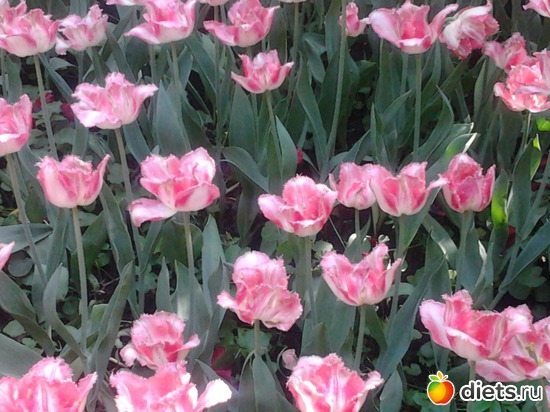 2 ����: ����������� ������, ��� ���� � ������