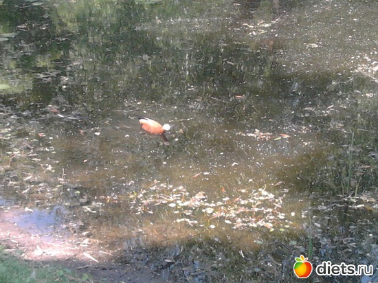 29 ����: ����������� ������, ��� ���� � ������