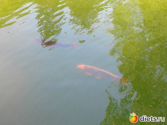 41 ����: ����������� ������, ��� ���� � ������