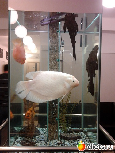 ������ �����������, ������: ����������� ������, ��� ���� � ������