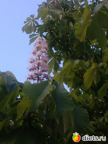 ������, ������: ����������� ������, ��� ���� � ������