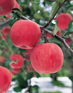 Полезные свойства яблок