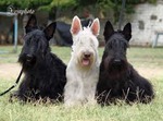 25 причин завести собаку. Юмор