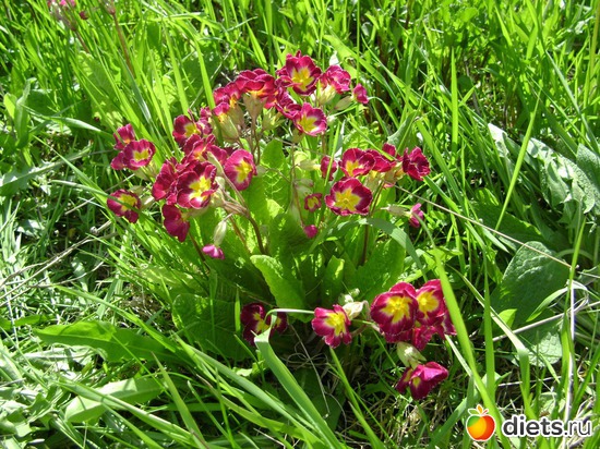 �������� ������� � �����, ������: ����