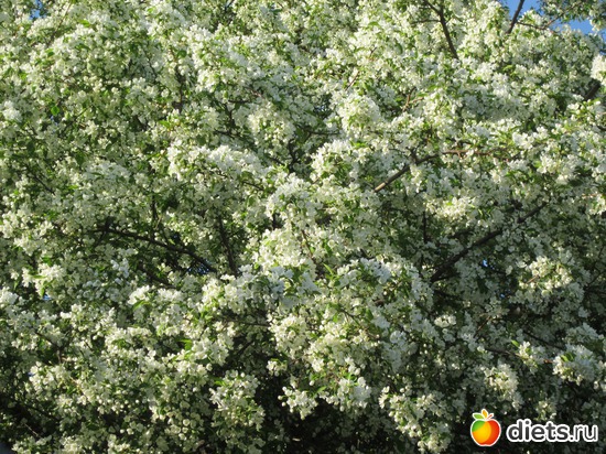 Яблоня. Во всей красе, альбом: Я вижу