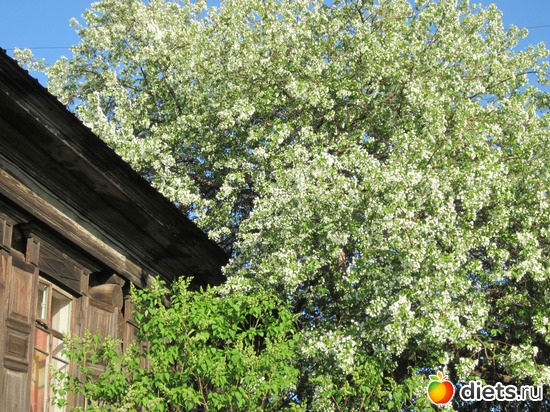 Яблоня. Возле дома. Во всей красе, альбом: Я вижу