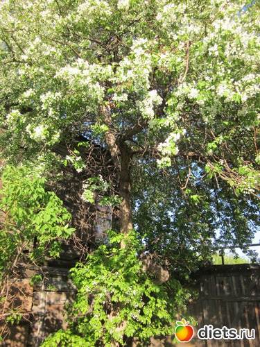 Яблоня и сирень. Возле дома., альбом: Я вижу