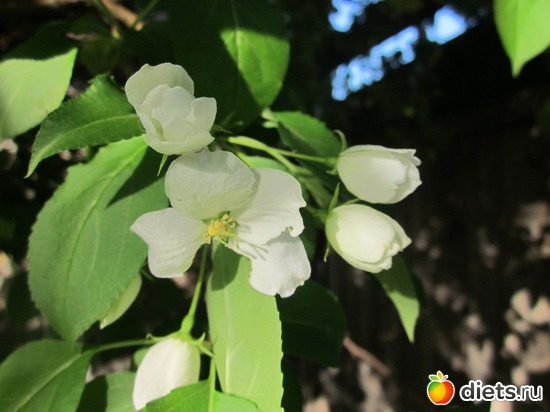 Цветы яблони. Сама нежность, альбом: Я вижу