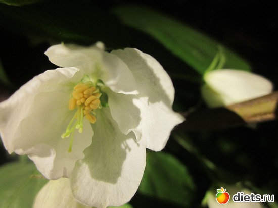 Цветы яблони. Сама нежность..., альбом: Я вижу