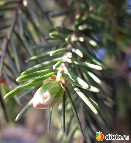 Ёлка. Будущие иголочки, альбом: Я вижу