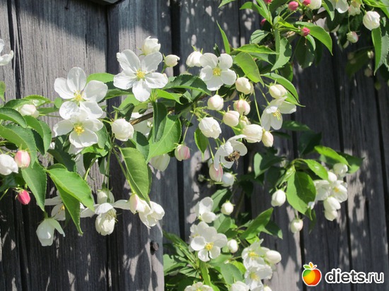 Яблоня. Первая распустившаяся ветка, альбом: Я вижу