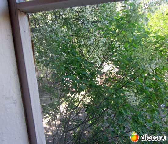 Обещала. Вид из моего окна. Сирень и я блоня., альбом: Я вижу