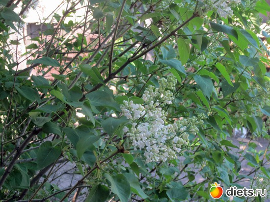 Обещала. Вид из моего окна. Сирень, альбом: Я вижу