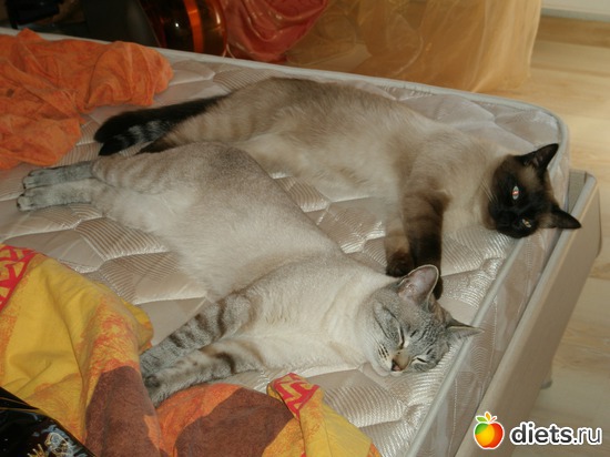 1 ����: ��������