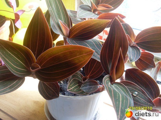 �������, ������: ��� ��������