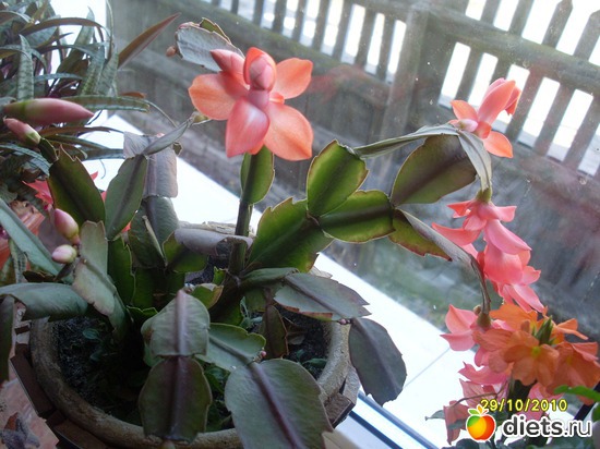 �����������, ������: ��� ��������