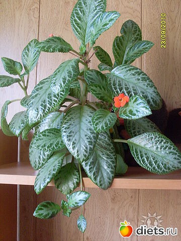 �������