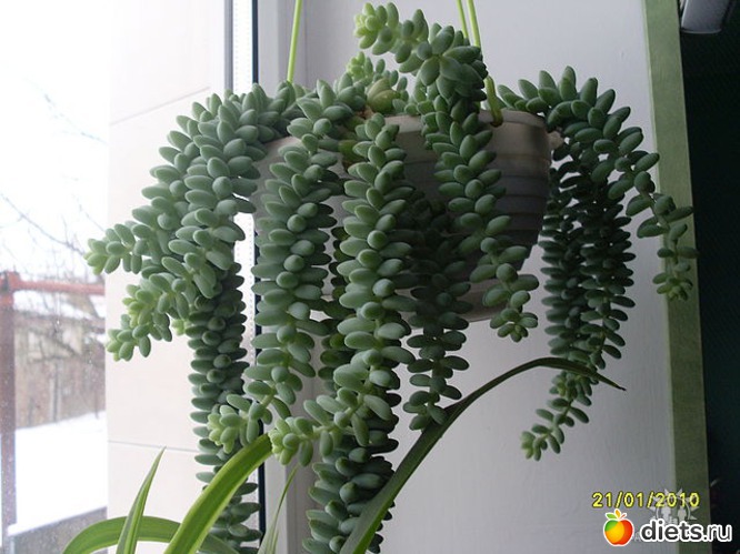 ������ �������, ������: ��� ��������