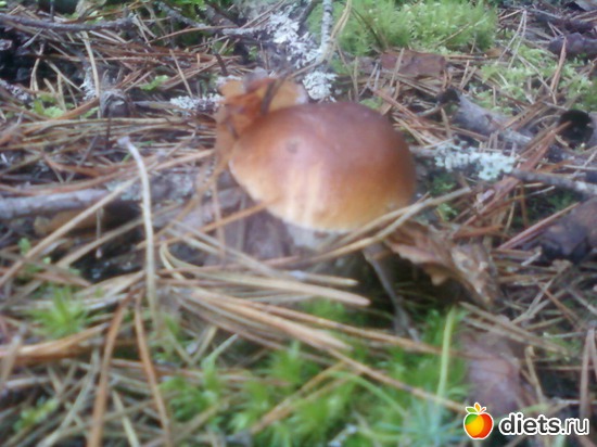 1 ����: ������