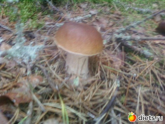 12 ����: ������