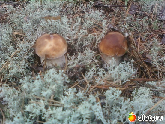 ������� ��������, ������: ������