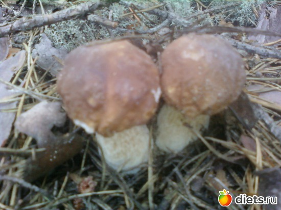 15 ����: ������