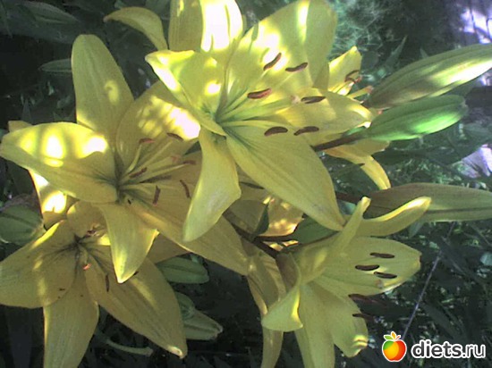 25 ����: ��������