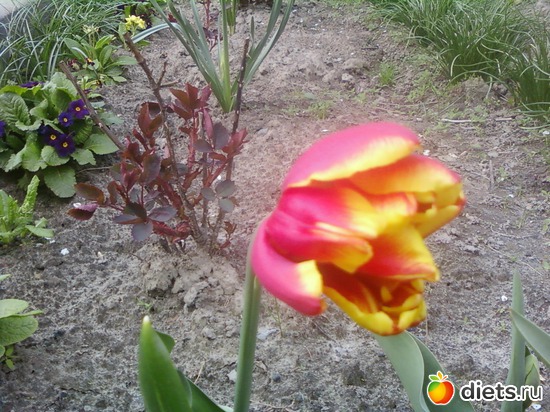 2 ����: �����