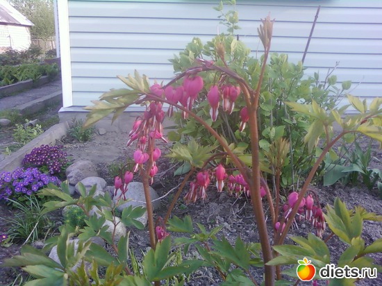 � ��� ��� ��������"�������� ������", ������: �����