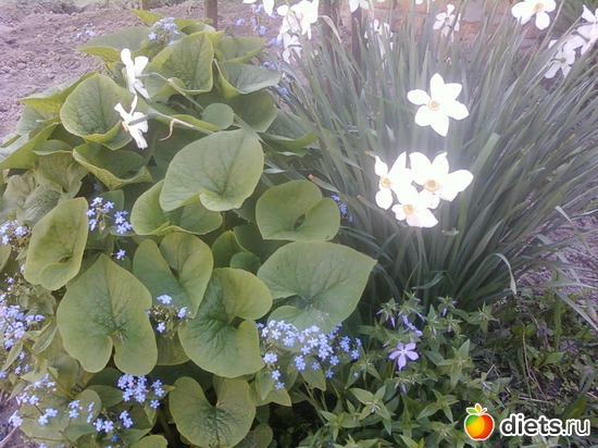 �������� � ����������, ������: �����