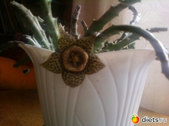 �������� �������, ������: �����