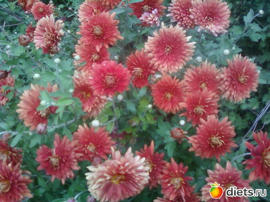 ��������� ������� �����, ������: �����