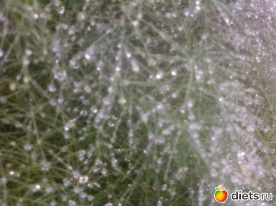 13 ����: �����